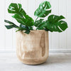 Rustic timber pot with plant