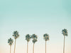 canvas-art-print-tall-palm-trees-stretched