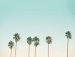 canvas-art-print-tall-palm-trees-stretched